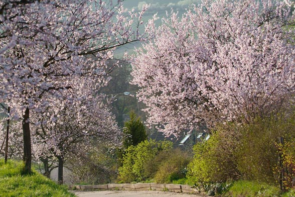Almond-Blossoms1